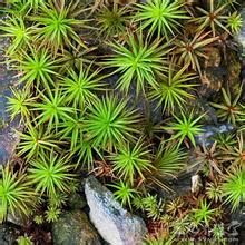 小口小石蘚 小口小石蘚