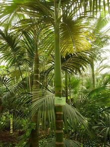 假檳榔屬 假檳榔屬