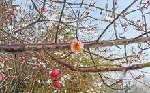 蘇州中央公園高清組圖