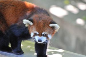 小熊貓指名亞種