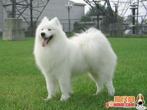 薩摩耶德犬