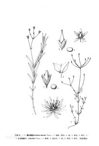 亞傘花繁縷 亞傘花繁縷