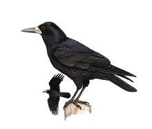 老鴰[漢語詞語]