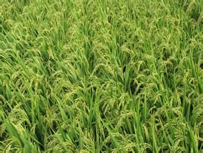 通豐8號 通豐8號