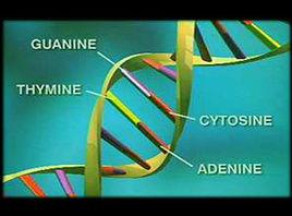 亞磷醯胺法 亞磷醯胺法