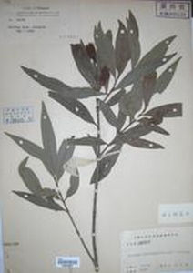 假多瓣蒲桃 假多瓣蒲桃