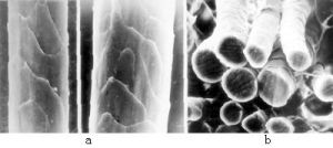 馬海毛纖維橫截面