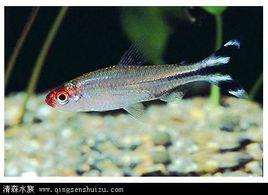 紅鼻子剪刀 紅鼻子剪刀