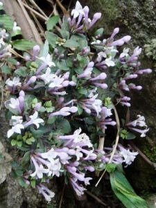 艷麗耳草 艷麗耳草