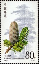 郵票上的百山祖冷杉