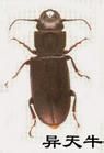 異天牛 異天牛
