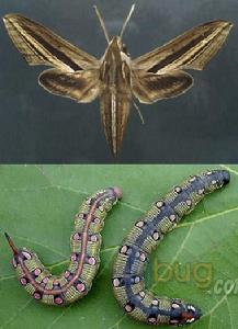 鳳仙花天蛾 鳳仙花天蛾