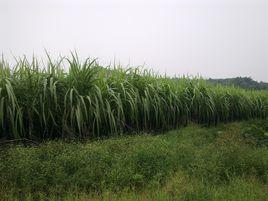 谷饒新寮村 谷饒新寮村