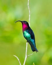 紫喉輝尾蜂鳥 紫喉輝尾蜂鳥