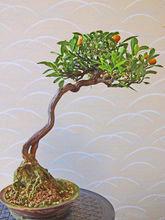 金豆[芸香科金橘屬]