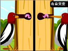 解釋了一個鳥的基因突變或進化後的明顯區別