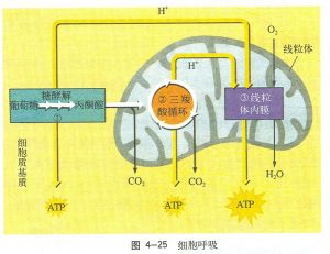 （圖）細胞呼吸