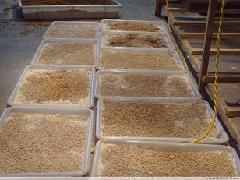 蠅蛆養殖技術 蠅蛆養殖技術