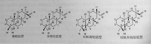 海松烷二萜的四種類型