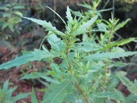 多裂熏倒牛 多裂熏倒牛