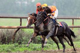速度賽馬 速度賽馬