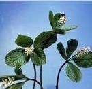 銀線草根 銀線草根