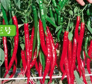 紅秀三號 紅秀三號