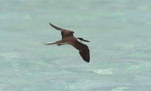 褐翅燕鷗非洲亞種