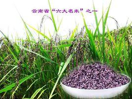 墨江紫米 墨江紫米