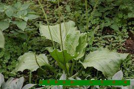 大車前草 大車前草