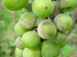 葡萄白粉病 葡萄白粉病