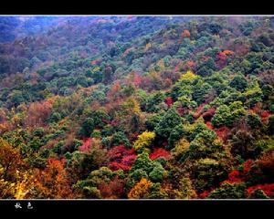 楓林火焰山 楓林火焰山