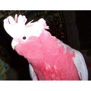 粉紅鳳頭鸚鵡
