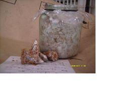 食用菌菌種 食用菌菌種