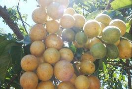 雞心黃皮 雞心黃皮