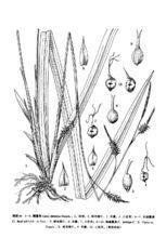 大雄苔草 大雄苔草