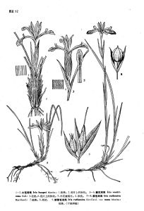 囊花鳶尾 囊花鳶尾
