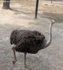駝蹄雞（鴕鳥）