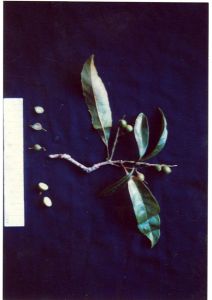 盈江省藤的葉子