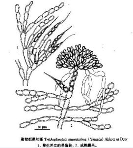 聚枝擬果絲藻 聚枝擬果絲藻