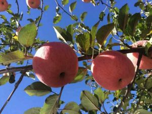旬邑蘋果