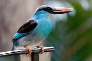 藍胸翠鳥 藍胸翠鳥