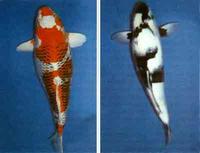 白寫鯉魚 白寫鯉魚