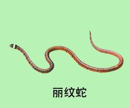 麗紋蛇 麗紋蛇