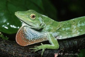綠安樂蜥（安祿蜥）（美洲鬣蜥科）分布在中美洲的古巴和美國的弗羅里達的林間空地和花園裡，全長12－20厘米。變色能力強，號稱美洲的變色龍。