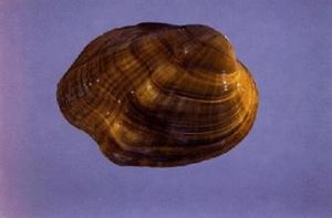 瘤前嵴蚌 瘤前嵴蚌