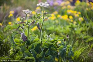 獨活草油 獨活草油