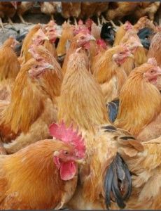 中國養雞網 中國養雞網