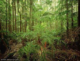 亞熱帶雨林帶