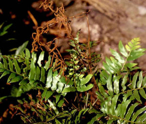 西南瘤足蕨 西南瘤足蕨